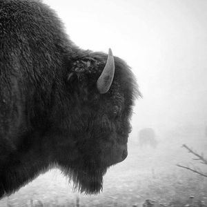 Meet your Posher, Dione